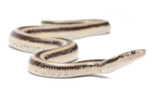 Lichanura trivirgata trivirgata